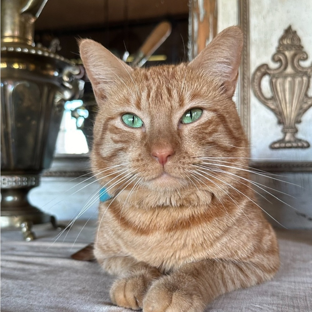 Elegant Orange Tabby Cat with Vibrant GreenDoNOTBuy Angie Only